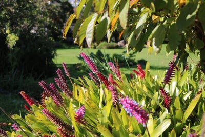 /international/nz/cairnfield-road-kensington-whangarei-380066107589/
