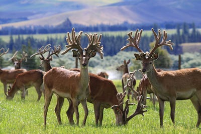 /international/nz/860-mchenrys-road-kurow-waitaki-380066086871/