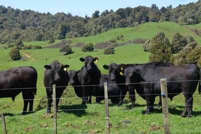 /international/nz/262-waitaanga-north-road-ohura-ruapehu-380066082057/