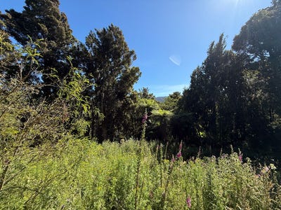 /international/nz/0-harrington-mill-road-catlins-surrounds-clutha-380066117729/