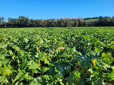 /international/nz/2-danseys-pass-road-north-otago-surrounds-waitaki-380066180407/