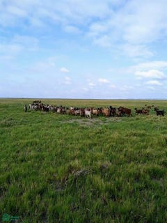 /international/ar/chical-co-algarrobo-del-aguila-la-pampa-la-pampa-province-310065349814/