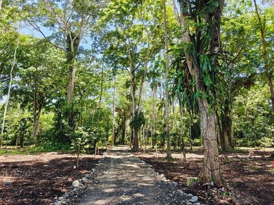 /international/cr/id-961-lot-4-5383-sqm-new-development-on-old-yard-road-cahuita-300-meters-to-the-beach-puerto-viejo-limon-310000159252/
