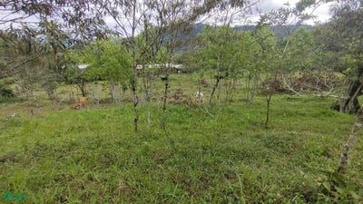 /international/cr/tayutic-turrialba-turrialba-cartago-turrialba-cartago-province-310066480343/