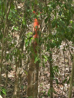 /international/jm/7a-sevens-plantation-chapleton-clarendon-310000007316/