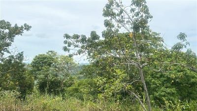 /international/jm/land-part-of-ludlow-crofts-hill-clarendon-310000008123/