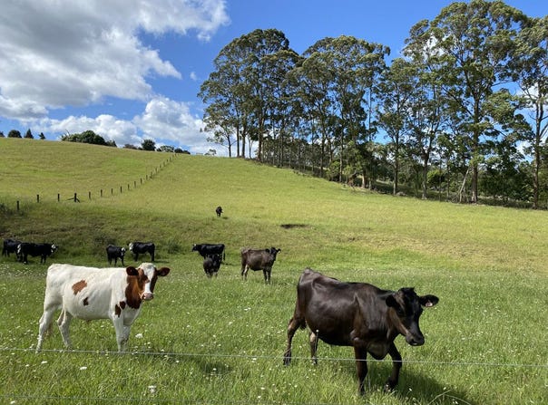 105 (Lot 3 Pungaere Road, Kerikeri, Far North