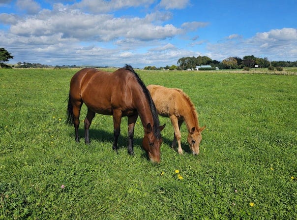 Pahiatua, Tararua