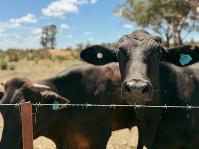 /international/au/735-clear-ridge-road-wyalong-nsw-7998487/