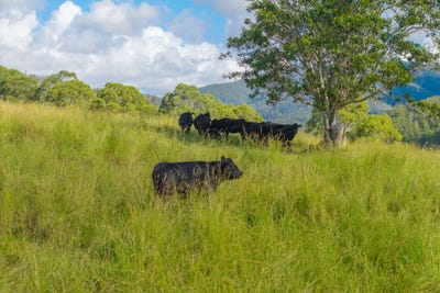 /international/au/40-ready-money-road-upper-rollands-plains-nsw-7998491/
